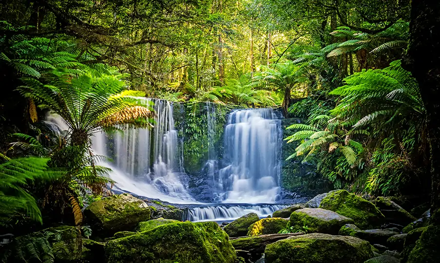 Doruk Tropical Forest Sprey Oda Parfümü