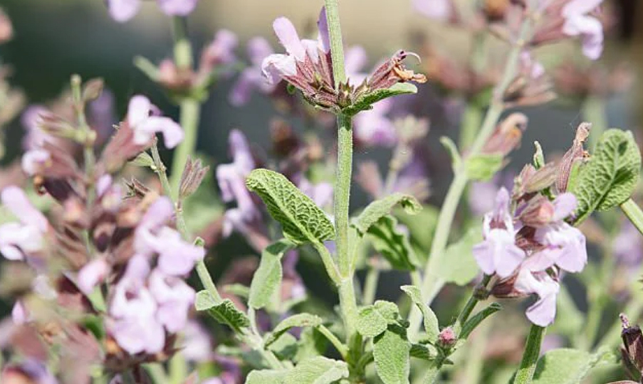 Polen %100 Saf Ada Çayı Uçucu Yağı 10 ml