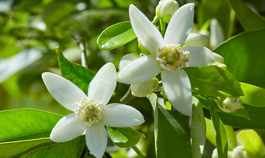 Polen %100 Saf Neroli Uçucu Yağı 5 ml
