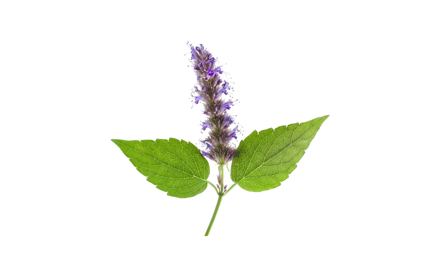 Polen %100 Saf Paçuli Uçucu Yağı 10 ml