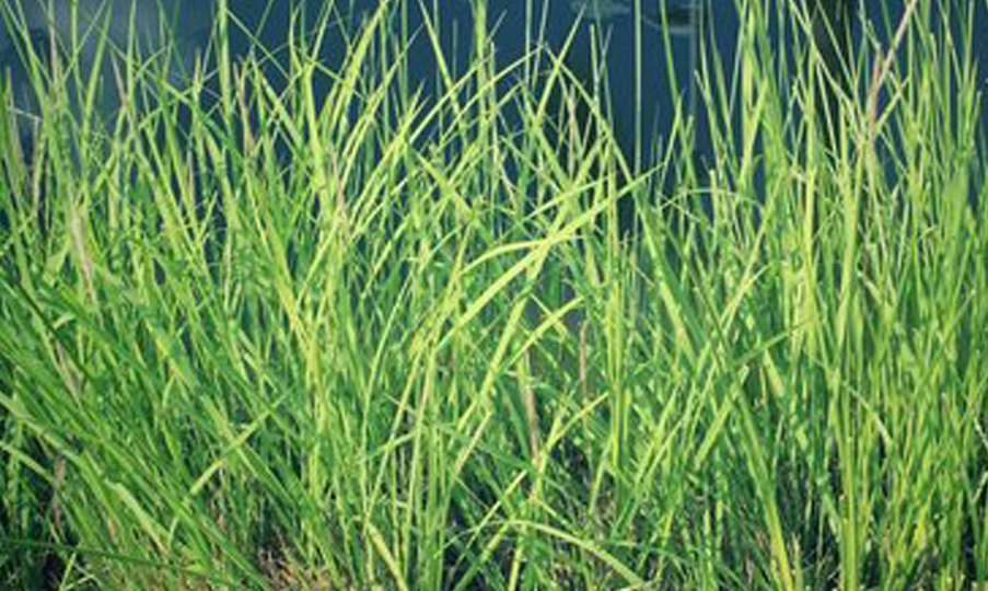 Polen %100 Saf Vetiver Uçucu Yağı 5 ml
